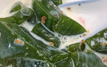 艾草的另一种清凉吃法- -艾草凉粉，不要高热量的青团