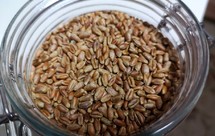 姜米茶and大麦茶