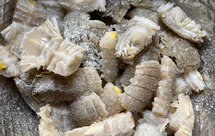 生腌醉虾姑，皮皮虾60，，70.80年代宁波人的最爱