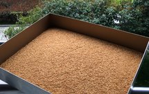 小麦胚芽的炒制