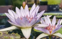 藕粉果汁软糖100%成功