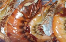 烤箱版烤草虾和海虾