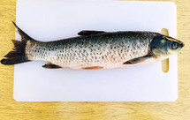 草鱼初步加工方法（取肉、去皮、切片）