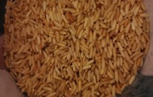 炒大米basic rice（各种谷类都可，大米，小米，大麦，小麦）自制焦米 茶无油 消食