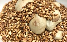 【视频过程】炒米 去湿气健脾胃 大麦茶