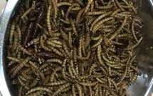 香辣油炸大麦虫