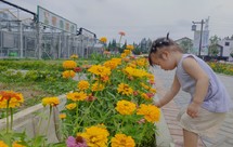 大麦糊粥（常州人夏季必备）