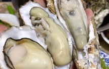 煮牡蛎（海蛎子）家常快手菜 附如何挑选及如何掌握火候！超级鲜肥！