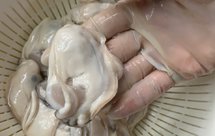 全网独家最方便最简单的清洗生蚝的方法