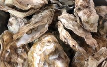 蒸生蚝-含蘸料做法