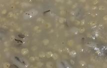 小米大麦地瓜粥