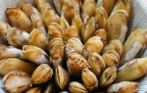 蛏子～碗插蛏子