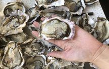 超快开生蚝（无开蚝刀）