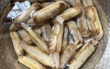 教大家一个养蛏子的妙招，吃起来没泥沙