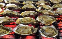 蒜蓉碳烤生蚝，扇贝！