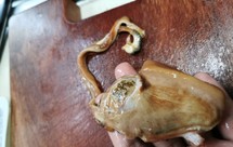 河蚌的处理技巧+咸肉河蚌春笋汤