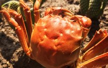 正宗盘锦河蟹做法