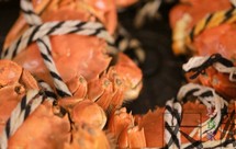 阳澄湖清蒸大闸蟹+徒手拆蟹技巧