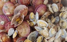 干锅扇贝、花甲