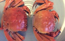 清蒸阳澄湖大闸蟹