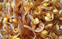 黄豆芽炒粉条