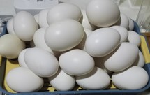 腌咸鹅蛋（咸鸭蛋同理，不放白酒）