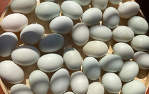 咸鸭蛋腌制（家庭自制）