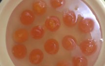 超简单的自制流油咸鸭蛋（盐水饱和法）