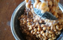 有机黄豆制纳豆