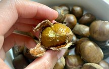 懒人烤板栗，无糖无油不脏手