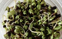 黑豆芽