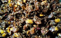 自制潮汕橄榄菜（潮汕乌橄榄菜）