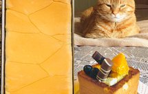 零失败、普通中筋面粉版、平生最好吃的吐司面包(简单的一次发酵法）、附美味的冰淇淋吐司、蒜香吐司、岩烧奶酪吐司、双色蜜豆吐司的靠谱应用