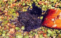 可包饭吃的橄榄菜肉碎四季豆