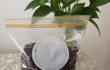 当归黄芪炒黑豆