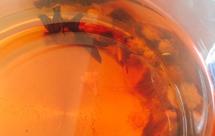 养生壶之罗汉果茶