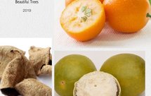 金桔，罗汉果，陈皮鲜酿酵素