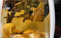 开学季:清润调养茶饮(枇杷叶金桔干罗汉果海底椰茶)