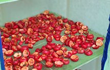 红果山楂干（铁果）