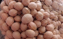 白果是个好东西，我来教你怎么剥皮！！！