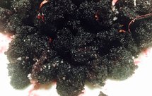 冰糖杨梅(乌梅)