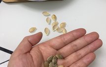 超快速、方便的炒南瓜籽、炒豆子、炒花生（微波炉版）