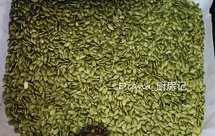 烤箱版 南瓜子 没事抓一把 ，特别香 ！