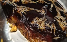 罗汉果菊花陈皮山楂养胃凉粉