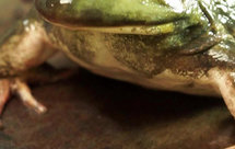 下饭菜，酱爆牛蛙，可辣可不辣，3晚饭起步