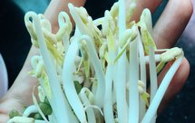 小清新，吃不腻的自发绿豆芽