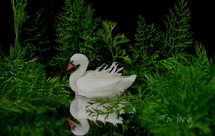 创意盘饰【白天鹅】