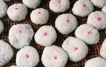 宁波小吃-糯米团子（擂金团）