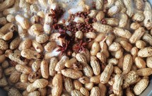 夏天热门小吃水煮花生