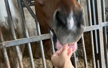 马饼干（零食）